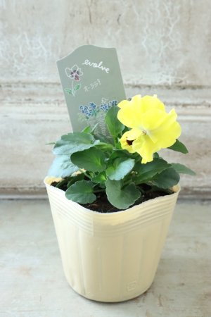 画像4: 反転咲きビオラ evolve "Oh La La"~エボルベ オーララ~ No.11