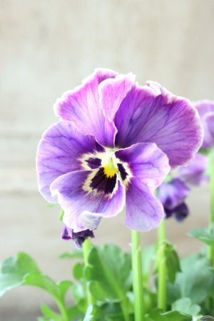 画像4: Nouvelle Vague collection "Lapis Lazuli"〜ヌーヴェルヴァーグ ラピスラズリ〜 No.4