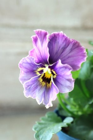 画像4: Nouvelle Vague collection "Lapis Lazuli"〜ヌーヴェルヴァーグ ラピスラズリ〜 No.7