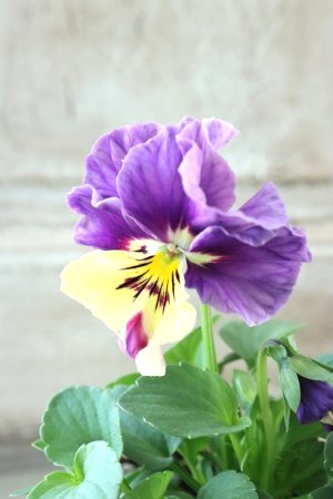 画像4: 反転咲きビオラ evolve "Oh La La"~エボルベ オーララ~ No.7