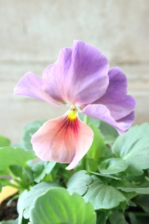 画像3: 反転咲きビオラ evolve "Oh La La"~エボルベ オーララ~ No.27