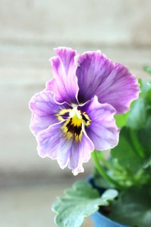 画像5: Nouvelle Vague collection "Lapis Lazuli"〜ヌーヴェルヴァーグ ラピスラズリ〜 No.7