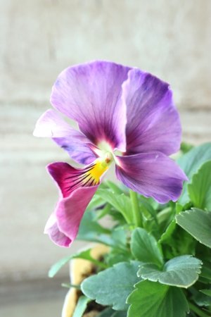 画像3: 反転咲きビオラ evolve "Oh La La"~エボルベ オーララ~ No.23