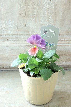 画像4: 反転咲きビオラ evolve "Oh La La"~エボルベ オーララ~ No.27