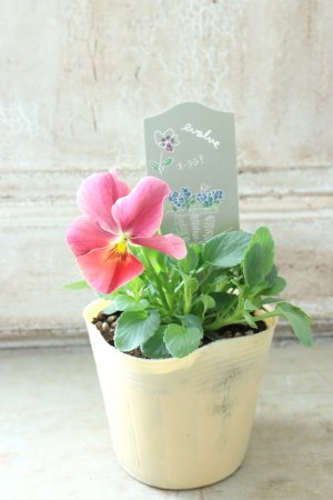 画像4: 反転咲きビオラ evolve "Oh La La"~エボルベ オーララ~ No.31