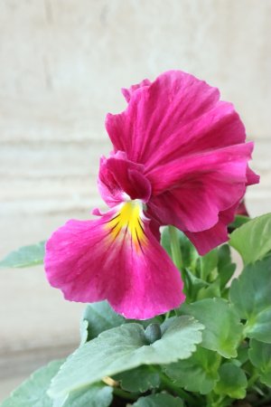 画像3: 反転咲きビオラ evolve "Oh La La"~エボルベ オーララ~ No.12