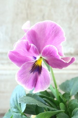 画像3: 反転咲きビオラ evolve "Oh La La"~エボルベ オーララ~ No.9