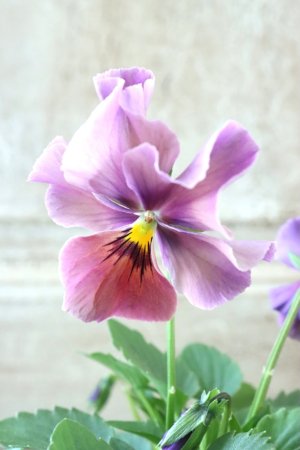 画像1: 反転咲きビオラ evolve "Oh La La"~エボルベ オーララ~ No.3