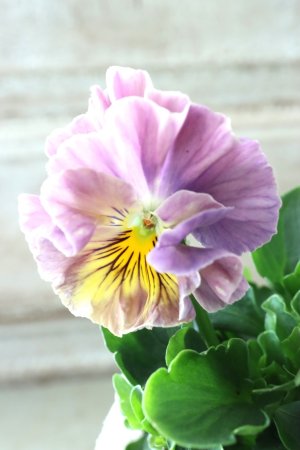 画像3: Fee des neiges Crepe Noble "フェデネージュ クレープ ノーブル" No.55