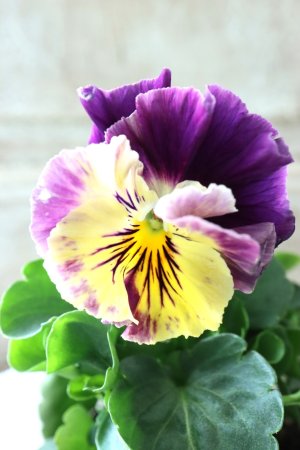 画像1: Fee des neiges Crepe Noble "フェデネージュ クレープ ノーブル" No.64