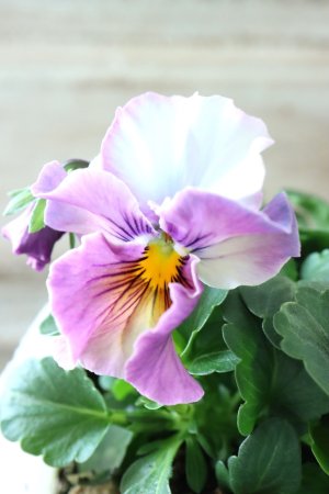 画像1: Fee des neiges  "フェデネージュ ブルー/パープル" No.58