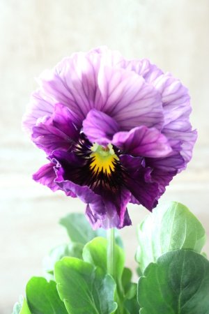 画像2: Fee des neiges Crepe Noble "フェデネージュ クレープ ノーブル" No.61