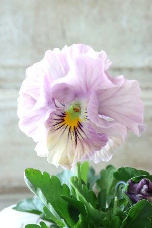 画像2: Fee des neiges Crepe Noble "フェデネージュ クレープ ノーブル" No.52