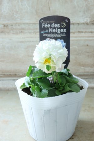 画像4: Fee des neiges  "フェデネージュ ブルー/パープル" No.63