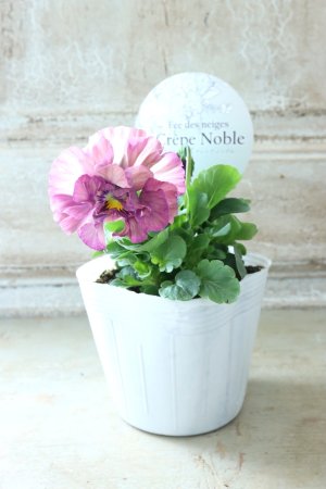 画像4: Fee des neiges Crepe Noble "フェデネージュ クレープ ノーブル" No.62