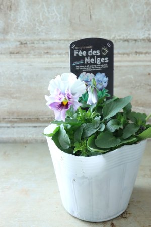 画像4: Fee des neiges  "フェデネージュ ブルー/パープル" No.59