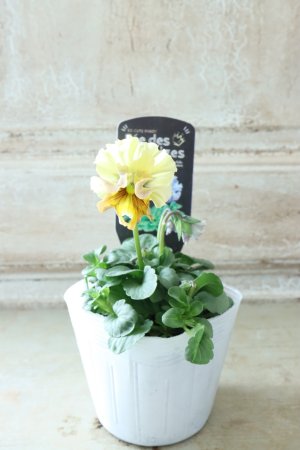 画像4: Fee des neiges  "フェデネージュ ブルー/パープル" No.56