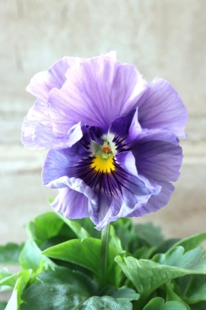 画像2: Fee des neiges Crepe Noble "フェデネージュ クレープ ノーブル" No.51