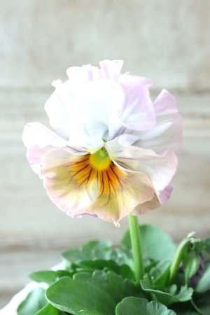 画像3: Fee des neiges  "フェデネージュ ブルー/パープル" No.55