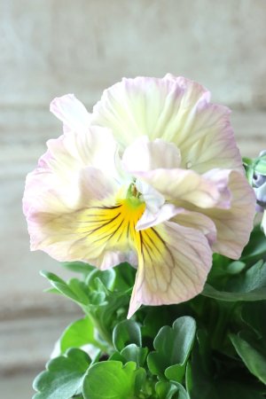 画像3: Fee des neiges Crepe Noble "フェデネージュ クレープ ノーブル" No.56