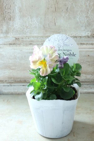 画像4: Fee des neiges Crepe Noble "フェデネージュ クレープ ノーブル" No.56