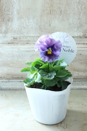 画像4: Fee des neiges Crepe Noble "フェデネージュ クレープ ノーブル" No.51