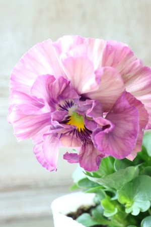 画像1: Fee des neiges Crepe Noble "フェデネージュ クレープ ノーブル" No.62