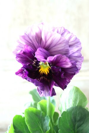 画像3: Fee des neiges Crepe Noble "フェデネージュ クレープ ノーブル" No.61