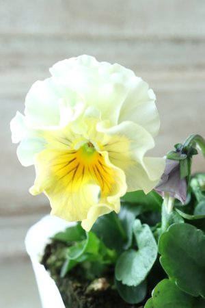 画像3: Fee des neiges  "フェデネージュ ブルー/パープル" No.60