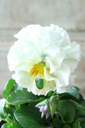 画像2: Fee des neiges  "フェデネージュ ブルー/パープル" No.63