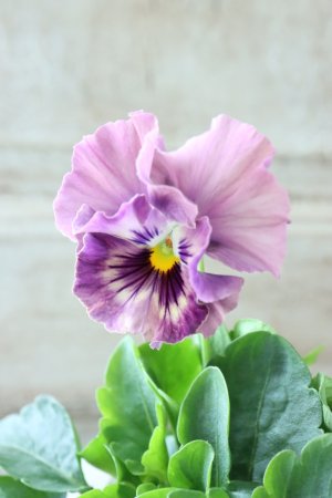 画像3: Fee des neiges Crepe Noble "フェデネージュ クレープ ノーブル" No.48