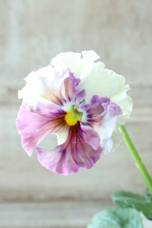 画像2: Fee des neiges  "フェデネージュ ブルー/パープル" No.46