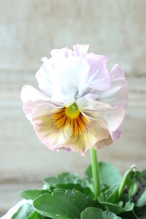 画像1: Fee des neiges  "フェデネージュ ブルー/パープル" No.55