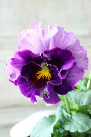 画像3: Fee des neiges  "フェデネージュ ブルー/パープル" No.62