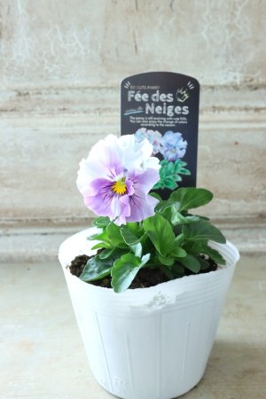 画像4: Fee des neiges  "フェデネージュ ブルー/パープル" No.61