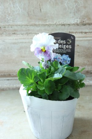 画像4: Fee des neiges  "フェデネージュ ブルー/パープル" No.47