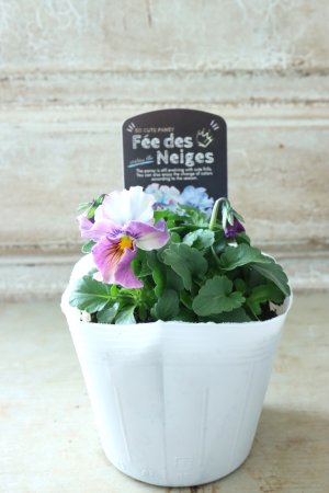 画像4: Fee des neiges  "フェデネージュ ブルー/パープル" No.58