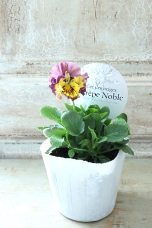 画像4: Fee des neiges Crepe Noble "フェデネージュ クレープ ノーブル" No.50