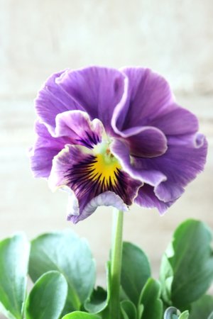 画像1: Fee des neiges Crepe Noble "フェデネージュ クレープ ノーブル" No.60