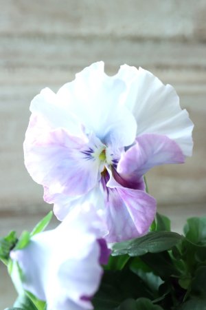 画像2: Fee des neiges  "フェデネージュ ブルー/パープル" No.49