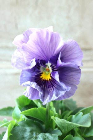 画像1: Fee des neiges Crepe Noble "フェデネージュ クレープ ノーブル" No.51