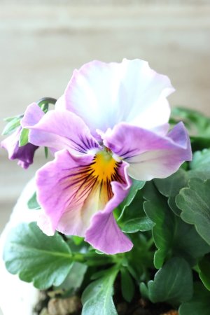 画像3: Fee des neiges  "フェデネージュ ブルー/パープル" No.58