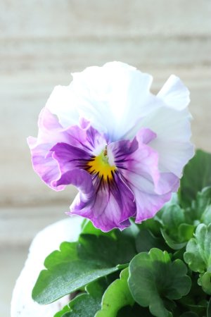 画像2: Fee des neiges  "フェデネージュ ブルー/パープル" No.50