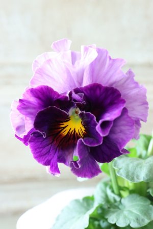 画像1: Fee des neiges  "フェデネージュ ブルー/パープル" No.62