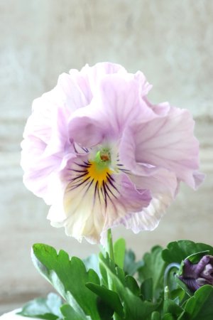 画像1: Fee des neiges Crepe Noble "フェデネージュ クレープ ノーブル" No.52