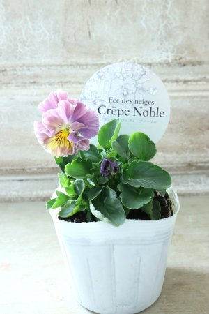 画像4: Fee des neiges Crepe Noble "フェデネージュ クレープ ノーブル" No.55