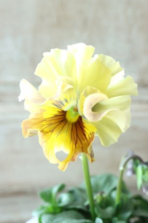 画像3: Fee des neiges  "フェデネージュ ブルー/パープル" No.56