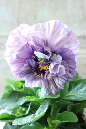 画像2: Fee des neiges Crepe Noble "フェデネージュ クレープ ノーブル" No.65