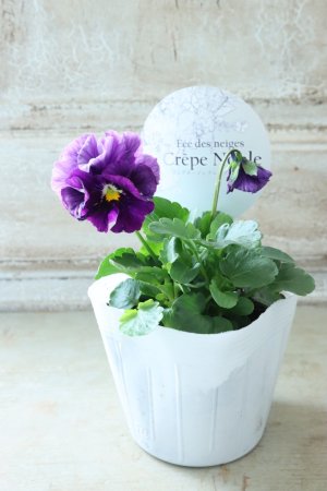 画像4: Fee des neiges Crepe Noble "フェデネージュ クレープ ノーブル" No.54