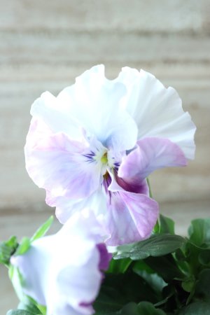 画像1: Fee des neiges  "フェデネージュ ブルー/パープル" No.49